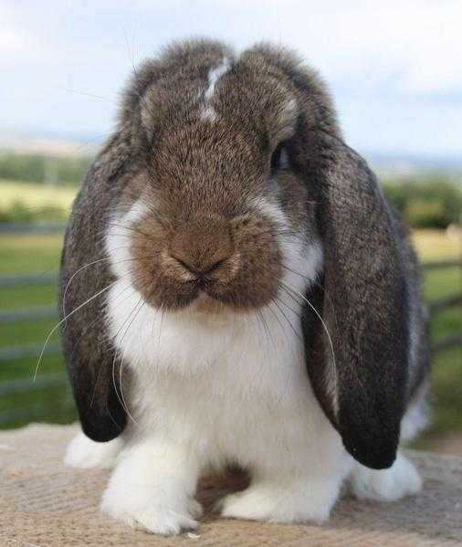 X2 French lop bunnies 40 each