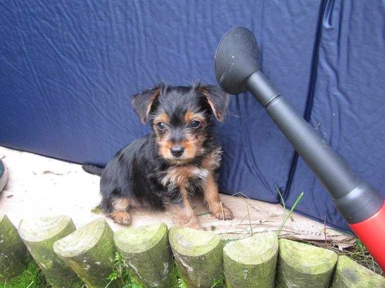 Xcertyhs Adorable Chorkie Miniature Yorkie Puppy.... idnw