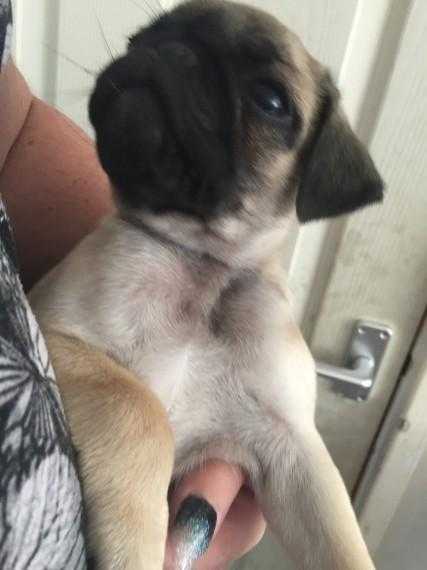 xtve  Beautiful Kc Male Pug Puppy Ready Now