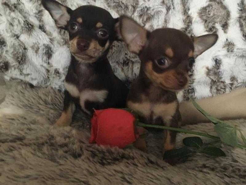 XXX STUNNING KC REG CHIHUAHUA BOYS READY TO GO TO THERE FOREVER HOMES NOW XX.