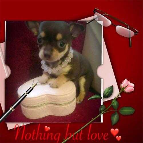 XXX STUNNING KC REG READY TO GO TO THERE FOREVER HOMES NOW XX.