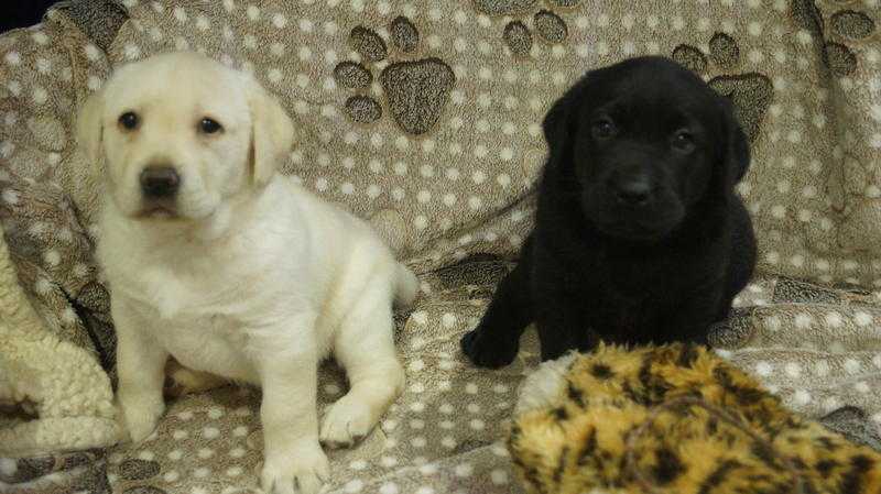 Yellow and Black Labrador Puppies