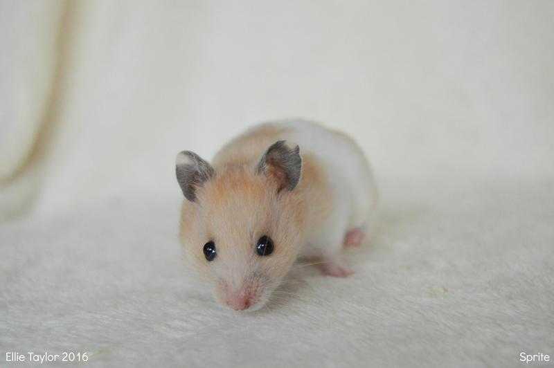 Yellow and White Hamster