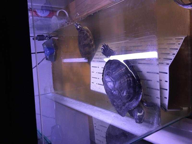 Yellow bellied terrapins