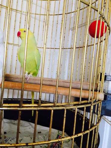 yellow indian ring neck for sale