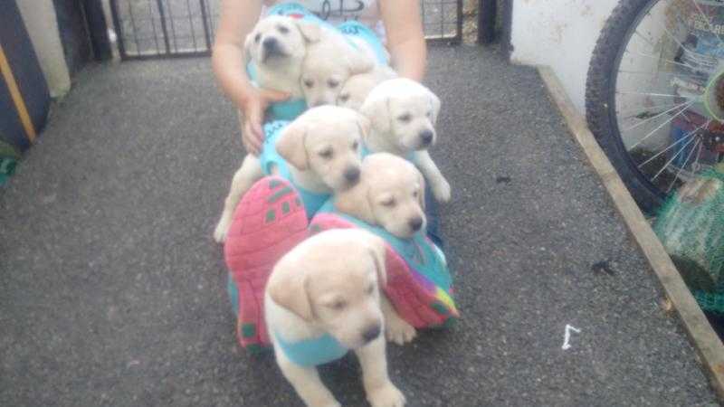 Yellow Labrador Pups