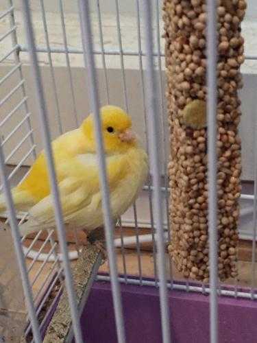 Yellow Singing Canary, Male, 2015 Bird With cage, Full Set up