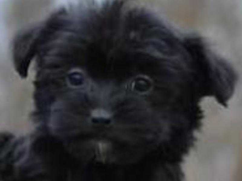 Yorkie Poo Puppies for sale - Beautiful pets