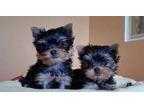 Yorkie puppies ready for your homes