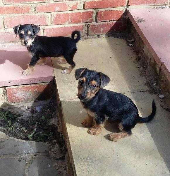 YORKIE X JACK PUPS