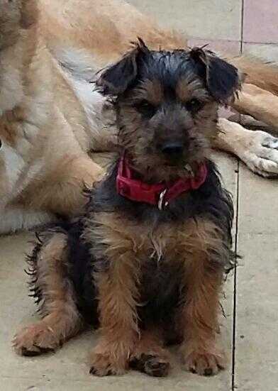 YORKIE X JRT PUP