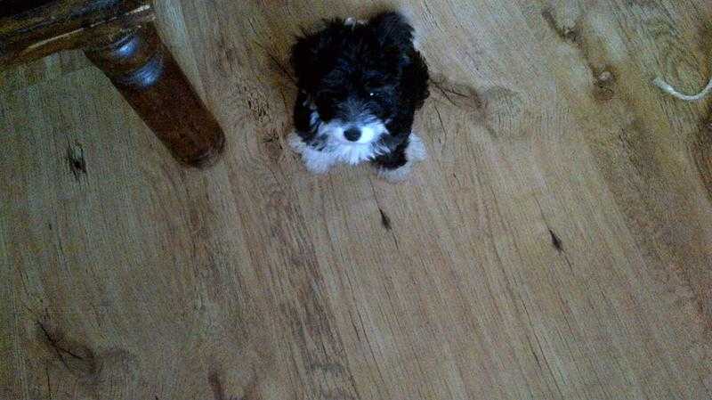 Yorkiepoo puppy