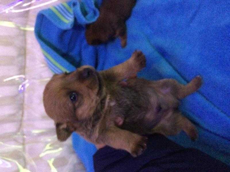 Yorkshire Terrier cross Chihuahua puppy