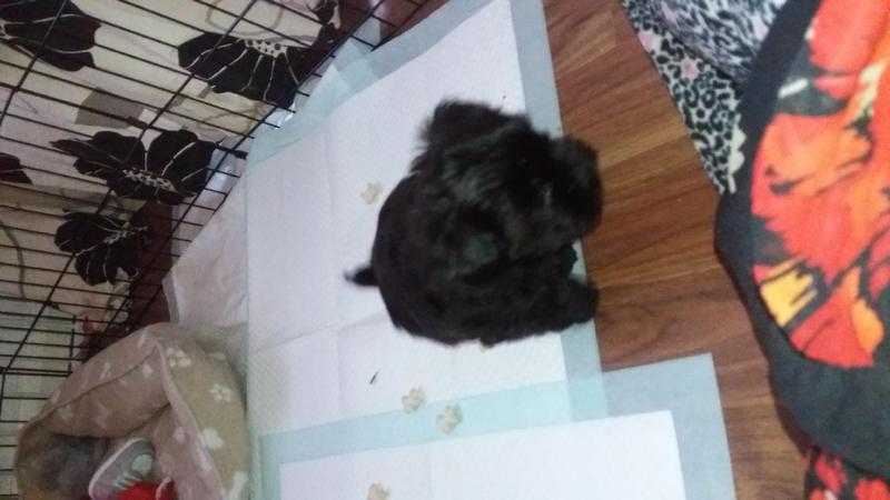 Yorkshire terrier cross shihtuz puppy