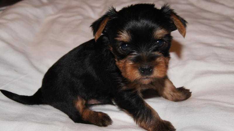 Yorkshire Terrier Dogs and Puppies for sale in BIRMINGHAM