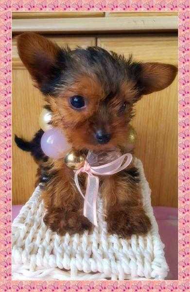 Yorkshire Terrier Micro Tiny Girl Puppies.