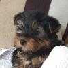 Yorkshire Terrier puppies.