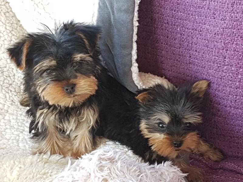 Yorkshire Terrier Puppies.