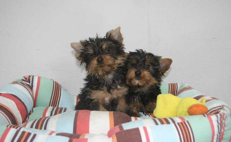 Yorkshire Terrier puppies