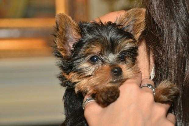 Yorkshire terrier puppies