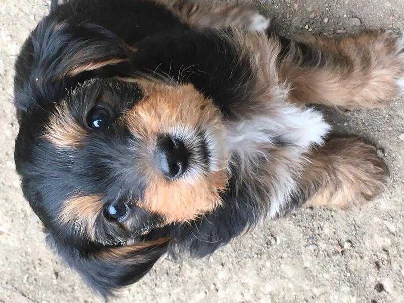 Yorkshire Terrier Puppies