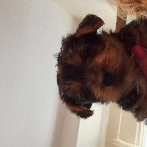 Yorkshire terrier puppies