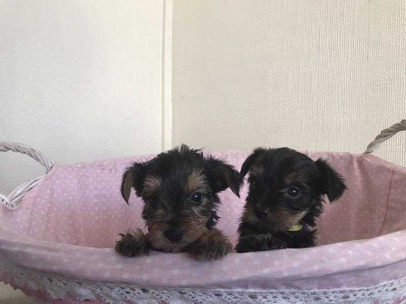 Yorkshire Terrier Puppies For Sale