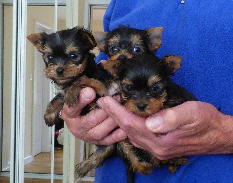 Yorkshire Terrier Puppies kc registered