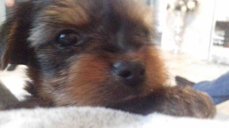 yorkshire terrier puppies ready to leave mum