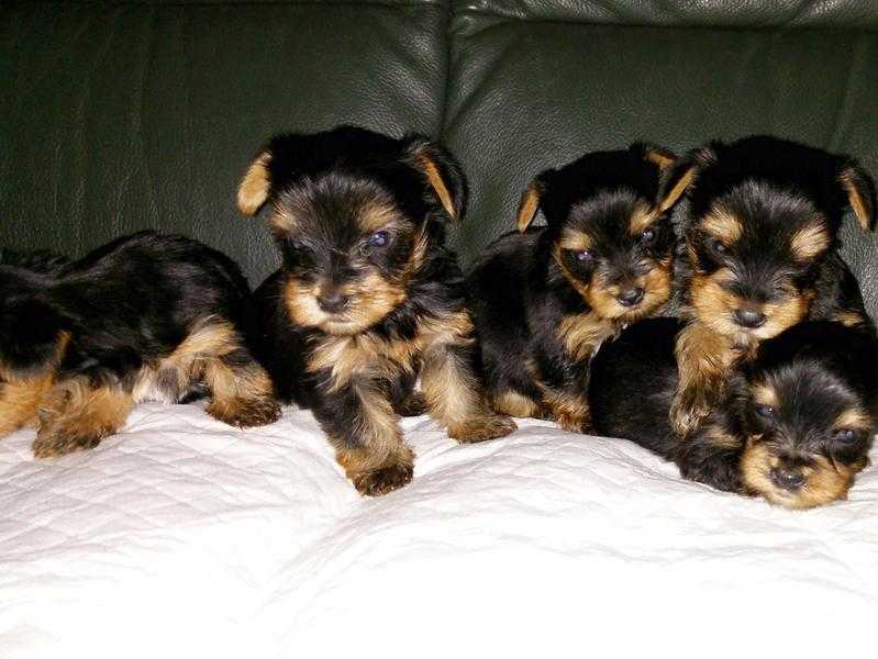 Yorkshire terrier pups