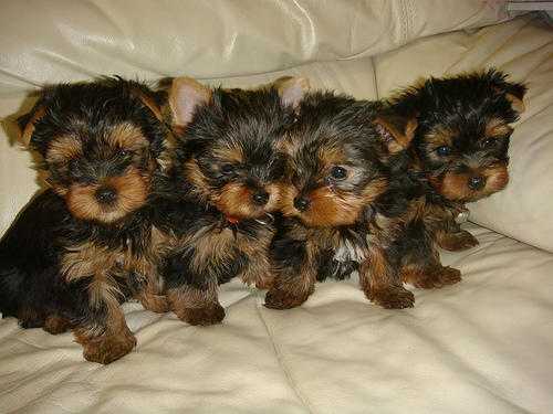 yorkshire terrier pups