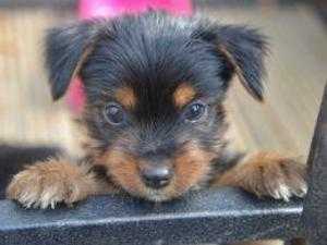 Yorkshire Terrier x Pug puppies