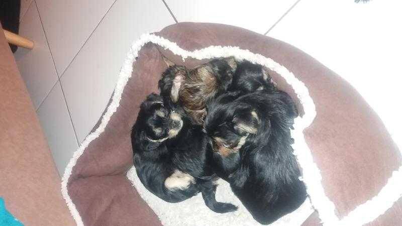 yorkshire terrier x yorkiechow puppys