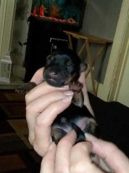 yorkshire terrior pups