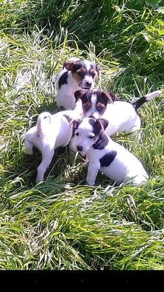 Youkshier terrier x Jack Russell puppy039s