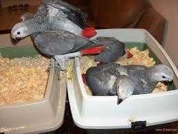 Young African Grey Parrots for Sale