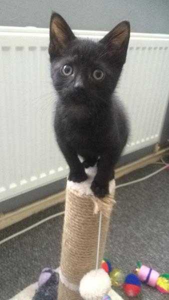 Young black male kitten