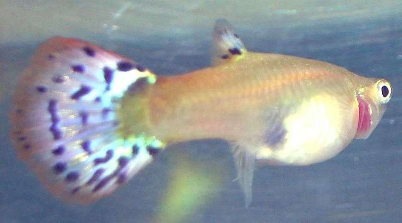 YOUNG ENDLER FEMALE FISH