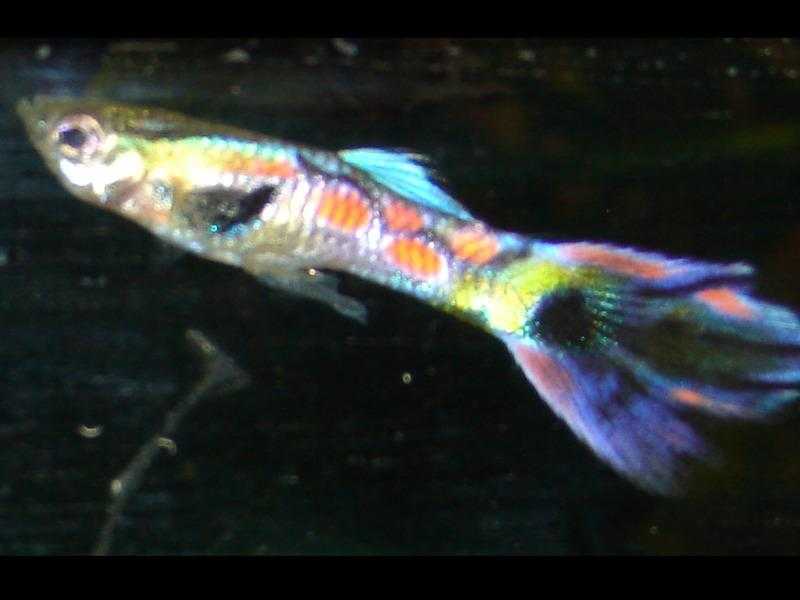 YOUNG GUPPY ENDLER FEMALE FISH