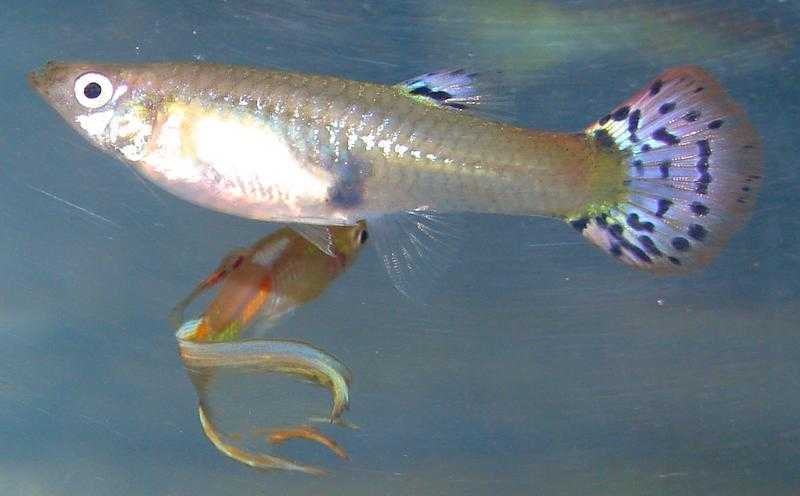 YOUNG GUPPY-ENDLER FEMALES