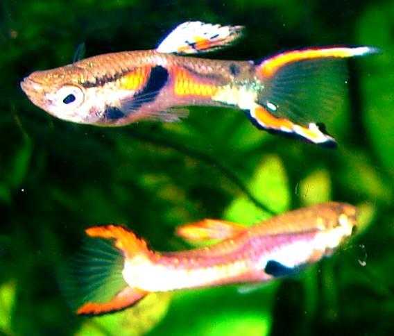 YOUNG GUPPY-ENDLER FEMALES