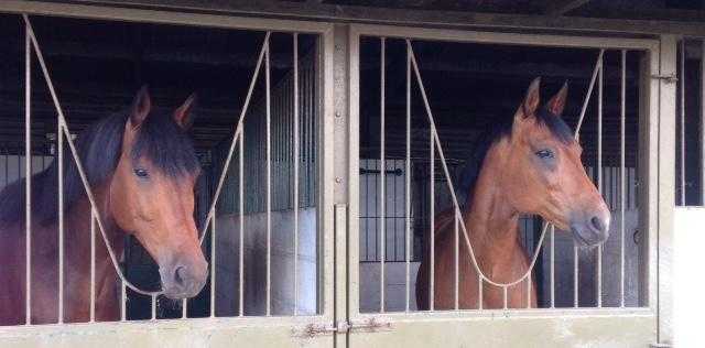 Young Stock amp Retired horse Livery