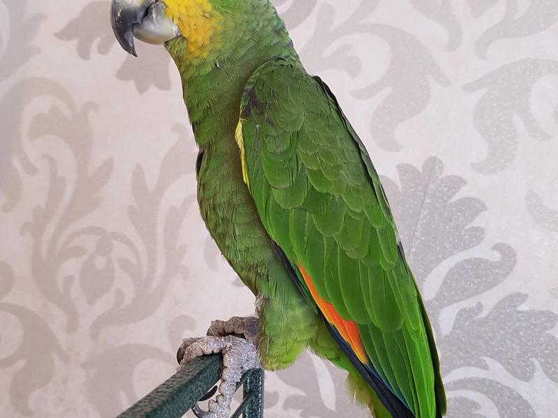 Young Tame amp Talking Amazon Parrot