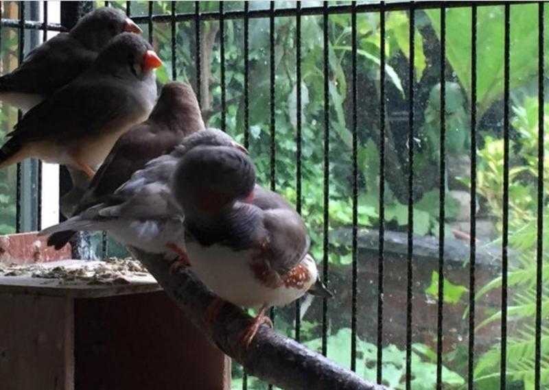 Young zebra finch