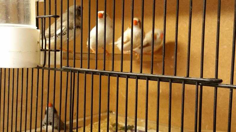 YOUNG ZEBRA FINCHES X 5