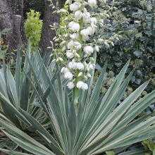 Yucca Gloriosa Variegata plants