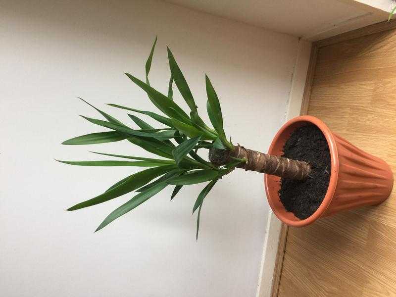 Yucca indoor