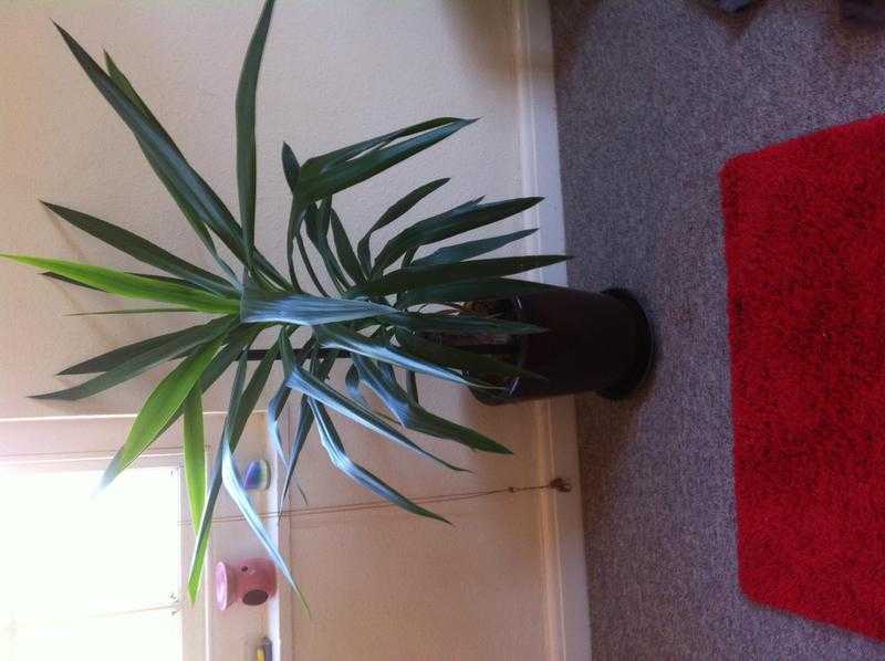 Yucca palm tree with ceramic pots