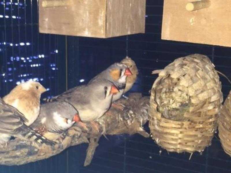 Zebra Finch