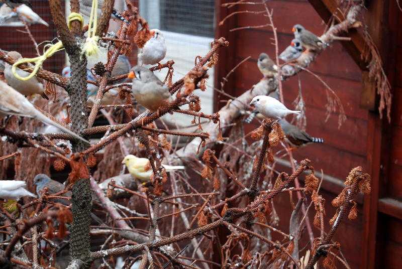 Zebra Finches both sexes for sale